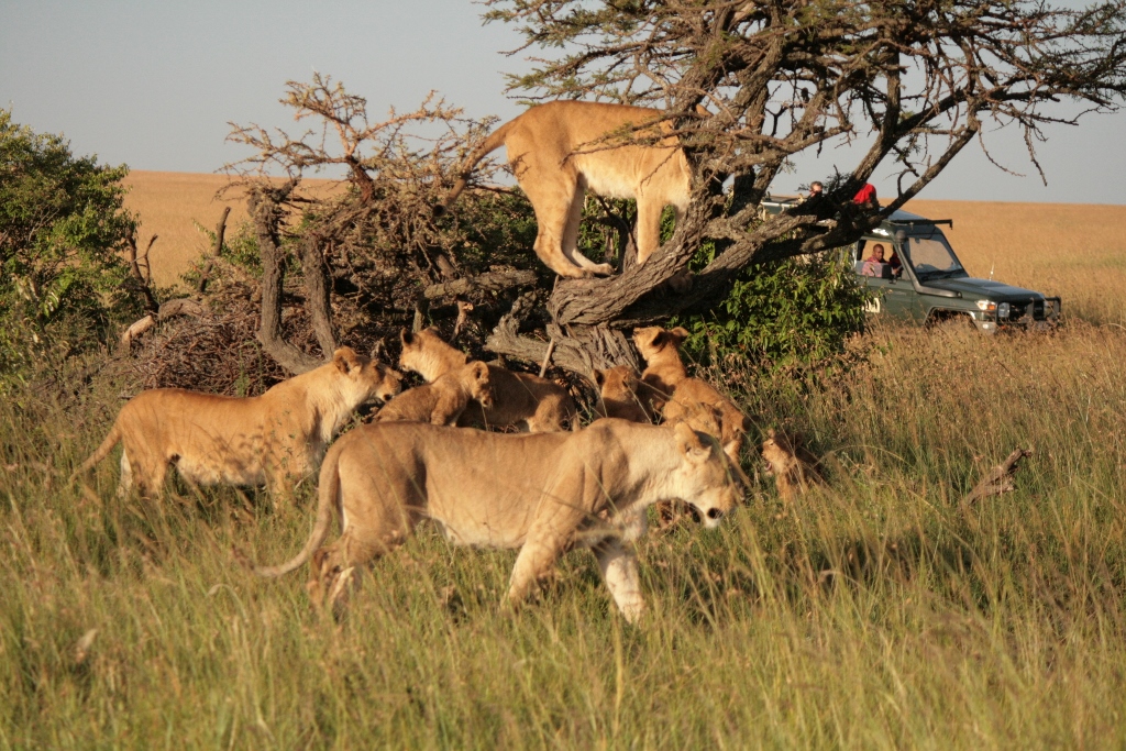 Pride Of Lions In Masai Mara